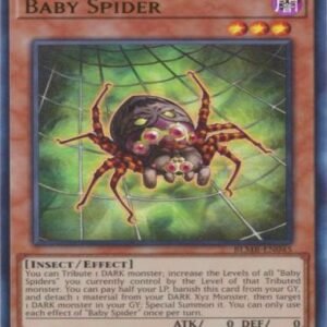 Baby Spider