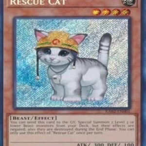 Rescue Cat
