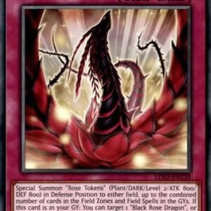 Blooming of the Darkest Rose